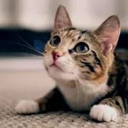 ねこの飼い主様へ