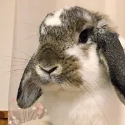 うさぎの飼い主様へ