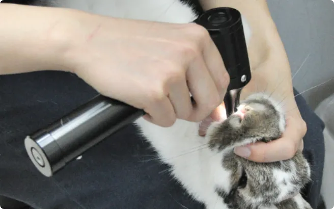 臼歯のチェックの様子