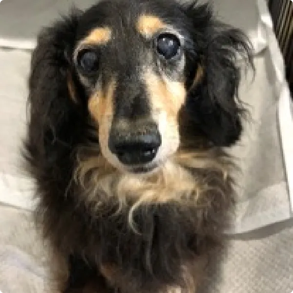 ミニチュアダックスフント