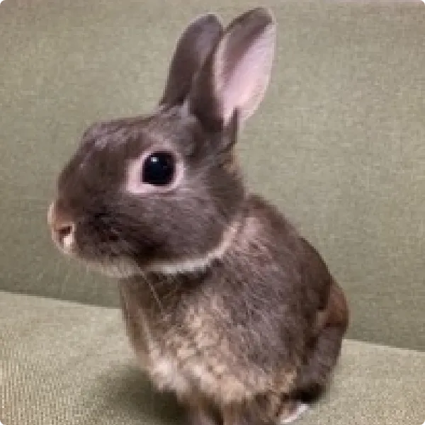 ネザーランドドワーフ