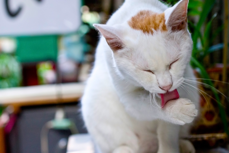 猫の問題行動 :過剰グルーミング - 本牧通り動物病院